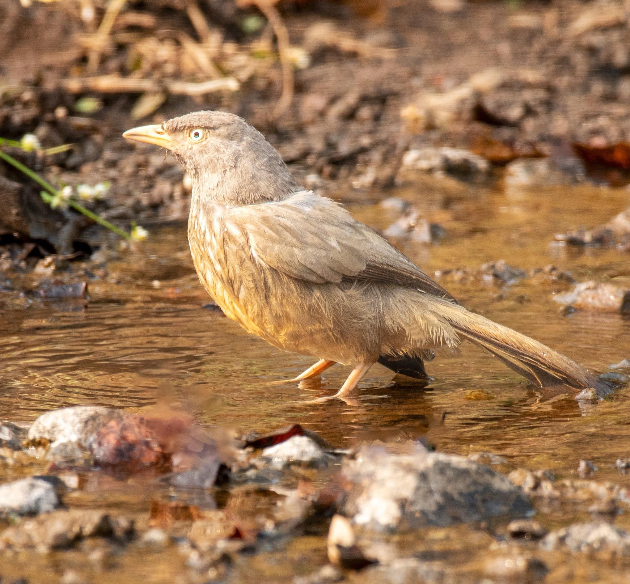 Goosebird in a pond